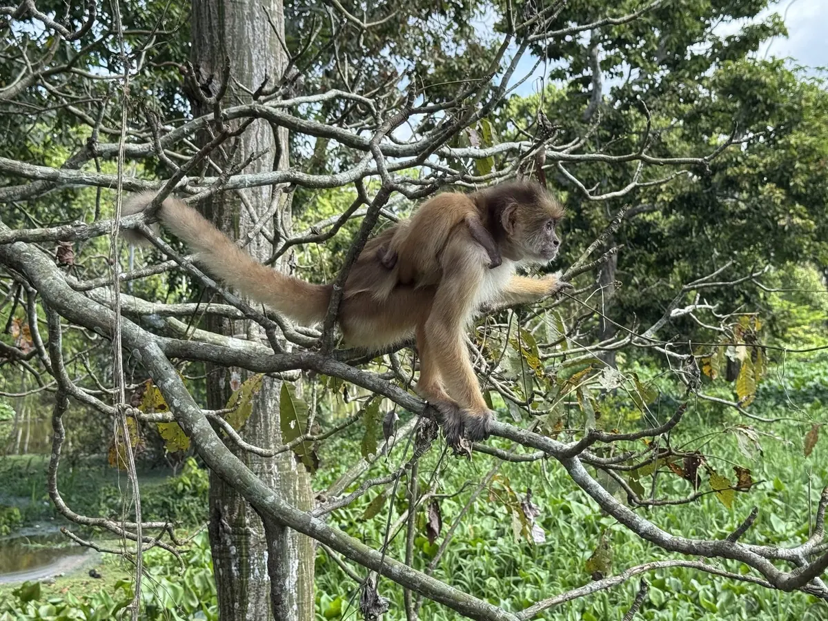 Spider monkey moving along a branch above the flooded forest, with a baby clinging to its back