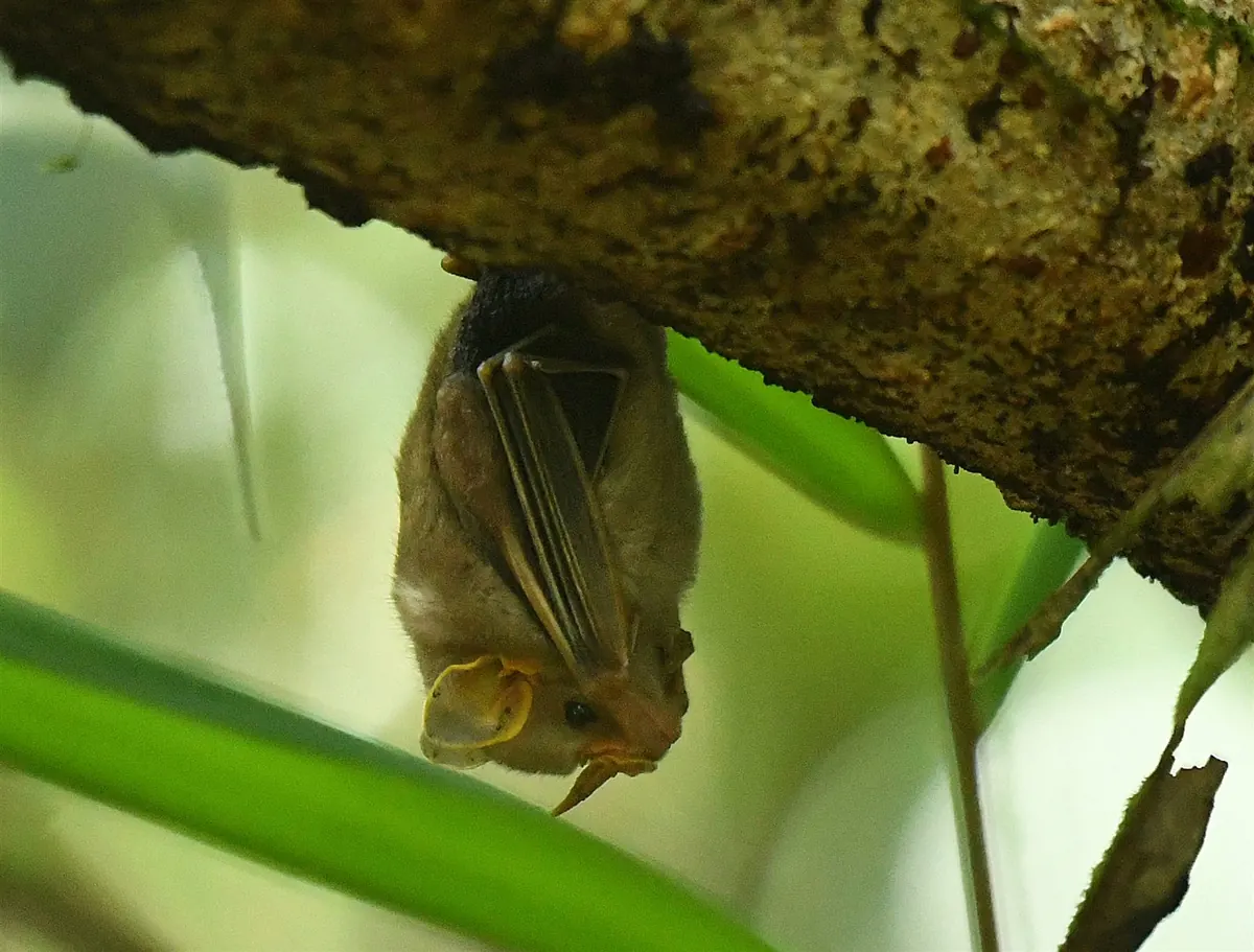 A small bat roosting upside down under a branch, spotted on a night walk