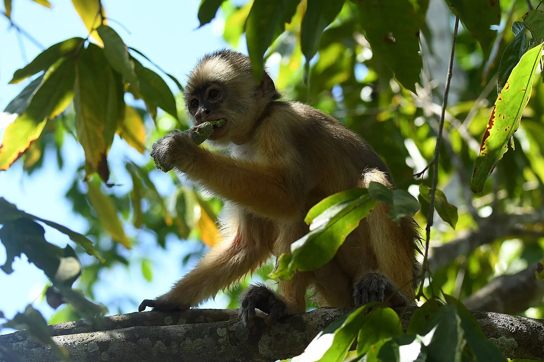 Heart of the rainforest on the 5-day Amazon Jungle Expedition