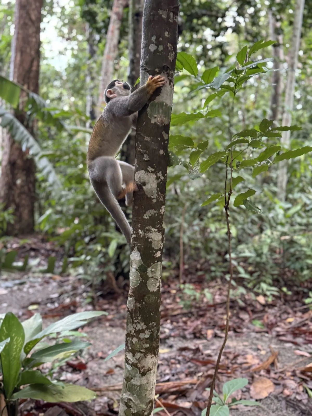 Squirrel monkey climbing a slender trunk on the forest floor during a jungle walk