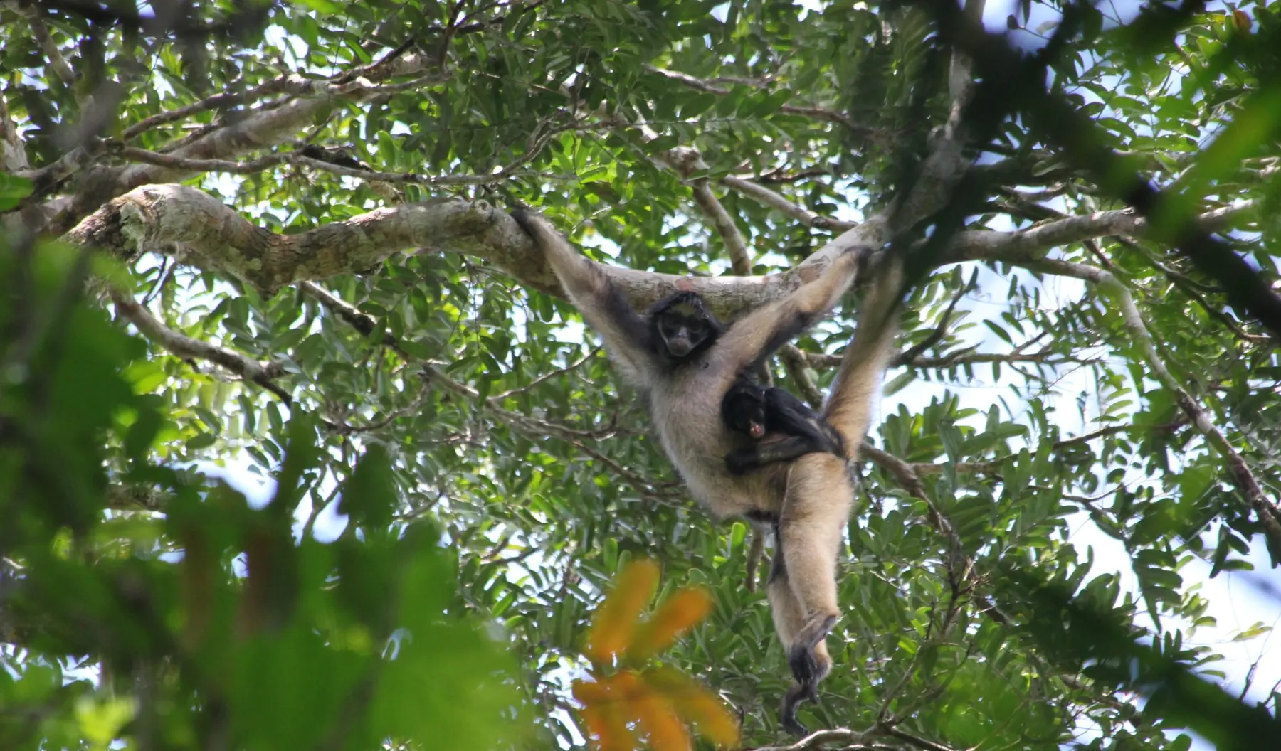 Spider monkey with baby in the rainforest canopy, Amazon Jungle Lodge Expedition